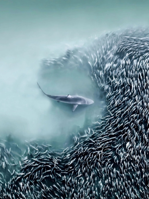 International Aerial Photographer of the Year 2025 - zobacz najlepsze zdjęcia dronowe roku