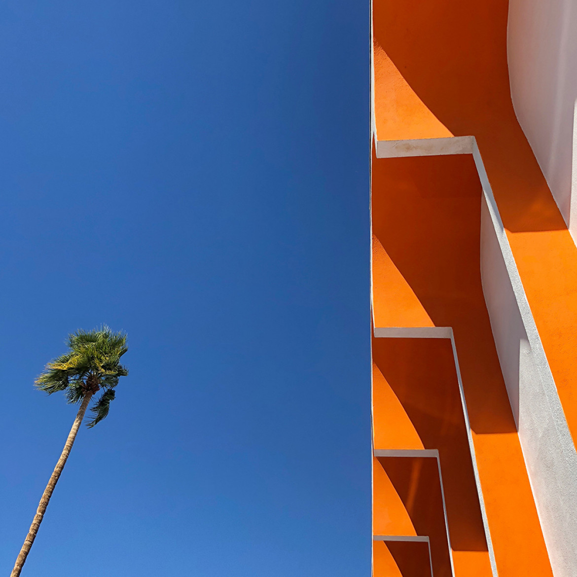fot. Sally Ann Field, "Palm Springs Palm", 2. miejsce w kategorii Architecture / IPPA 2019