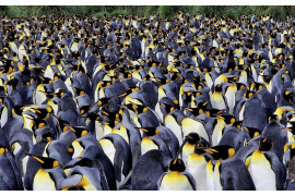 <b>fot. Rhez Solano  / "Pictures of the Year" National Geographic</b></br></br>
Pingwiny królewskie tłoczą się na plażach Gold Harbour w Georgii Południowej. Wyspa leży na odległym południowym Oceanie Atlantyckim, niedaleko Antarktydy i goszcząc około 25 000 par pingwinów królewskich, wraz z pingwinami gentoo i słoniami morskimi.
