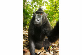 Fotografia makaka czubatego wykonana przez samicę tego gatunku, 2011 (zdjęcie wykonane aparatem Davida Slatera)