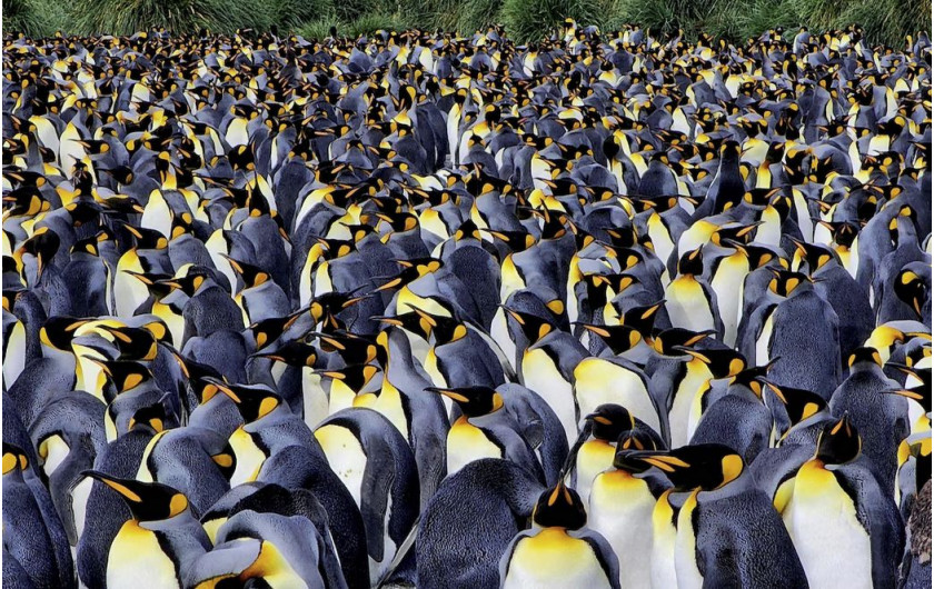 fot. Rhez Solano  / Pictures of the Year National Geographic
Pingwiny królewskie tłoczą się na plażach Gold Harbour w Georgii Południowej. Wyspa leży na odległym południowym Oceanie Atlantyckim, niedaleko Antarktydy i goszcząc około 25 000 par pingwinów królewskich, wraz z pingwinami gentoo i słoniami morskimi.
