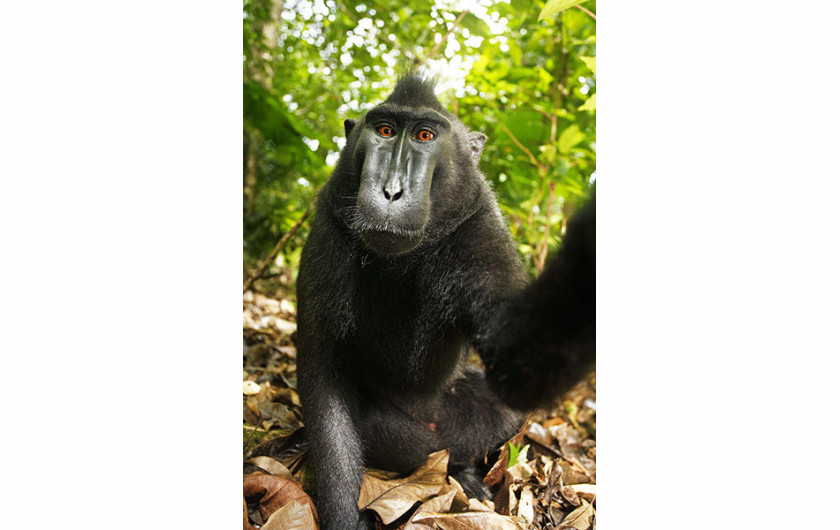 Fotografia makaka czubatego wykonana przez samicę tego gatunku, 2011 (zdjęcie wykonane aparatem Davida Slatera)