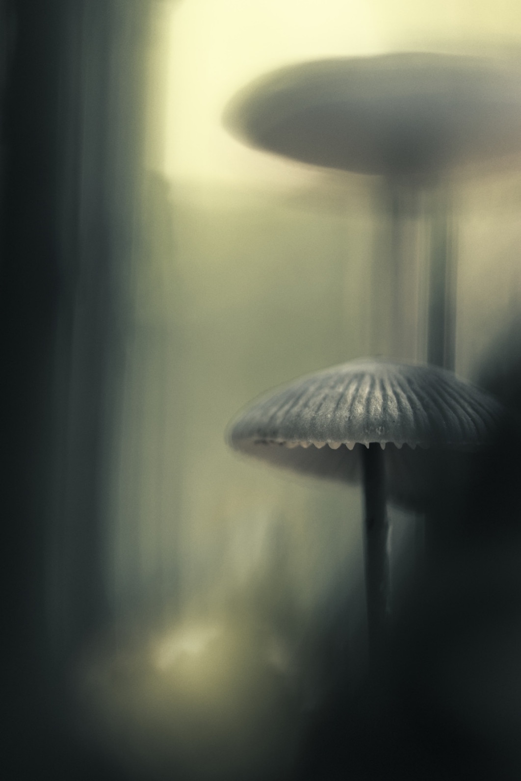 Fot. Cedric Rousseau, "Twilight of the Gods", 3. miejsce w kat. Funghi / 7. Close-up Photographer of the Year
