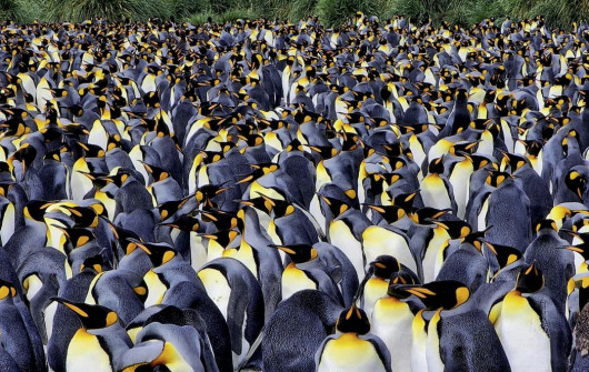fot. Rhez Solano  / Pictures of the Year National Geographic
Pingwiny królewskie tłoczą się na plażach Gold Harbour w Georgii Południowej. Wyspa leży na odległym południowym Oceanie Atlantyckim, niedaleko Antarktydy i goszcząc około 25 000 par pingwinów królewskich, wraz z pingwinami gentoo i słoniami morskimi.
