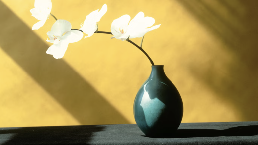 W ogrodzie Mapplethorpe'a: „Flora: The Complete Flowers” [Recenzja]