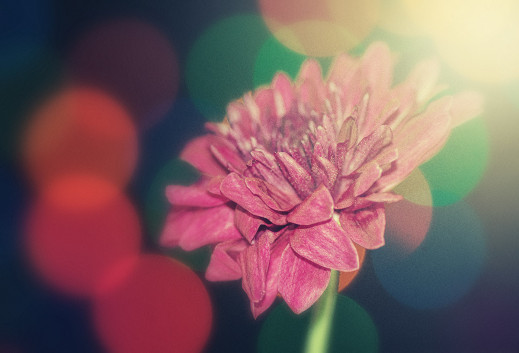 Pomysł na zdjęcie: stwórz piękne bokeh