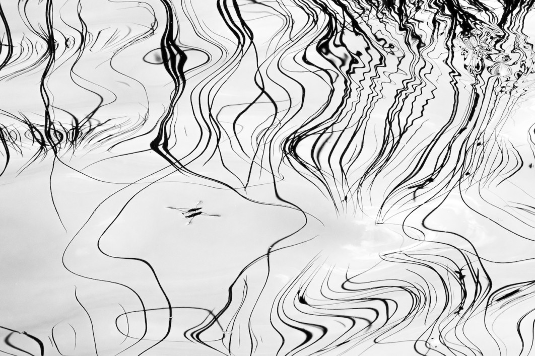 Fot. Aleksey Molchanov, "Gotcha", 3. miejsce w kat. Insects / 7. Close-up Photographer of the Year