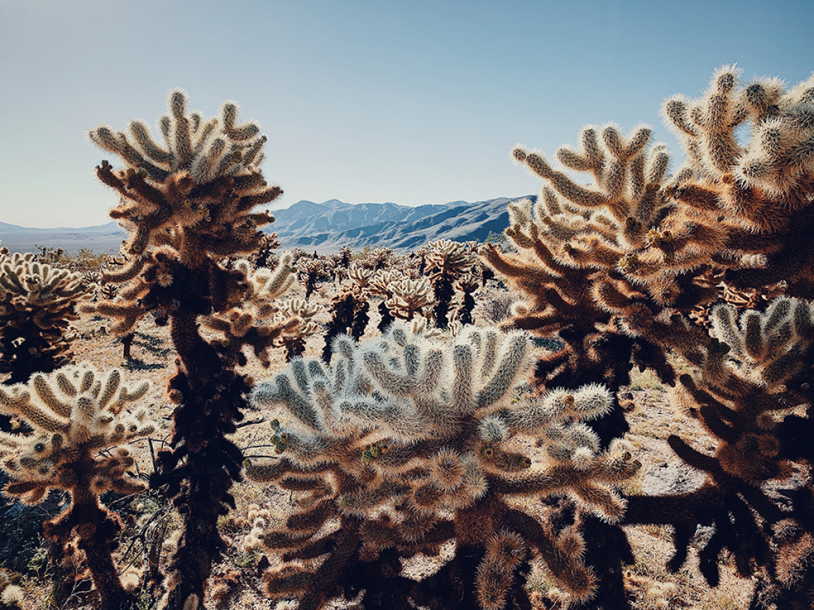 fot. Dan Liu, "Cactus under the scorching sun", 1. miejsce w kategorii Floral / IPPA 2019