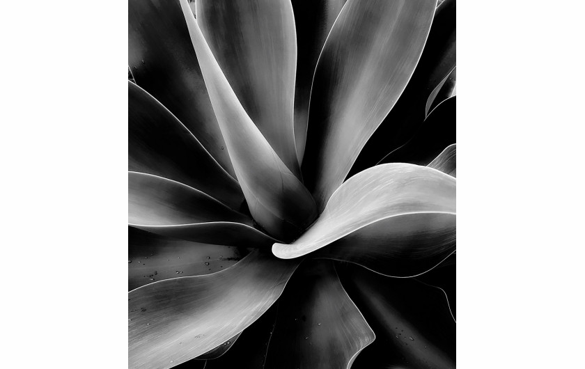 fot. Ted Silveira, Agave, 2. miejsce w kategorii Floral / IPPA 2019