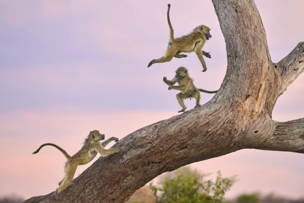 Fot. Kalin Botev, &quot;Monkey Circus&quot;, wyróżnienie / Nikon Comedy Wildlife Photography Awards 2025 