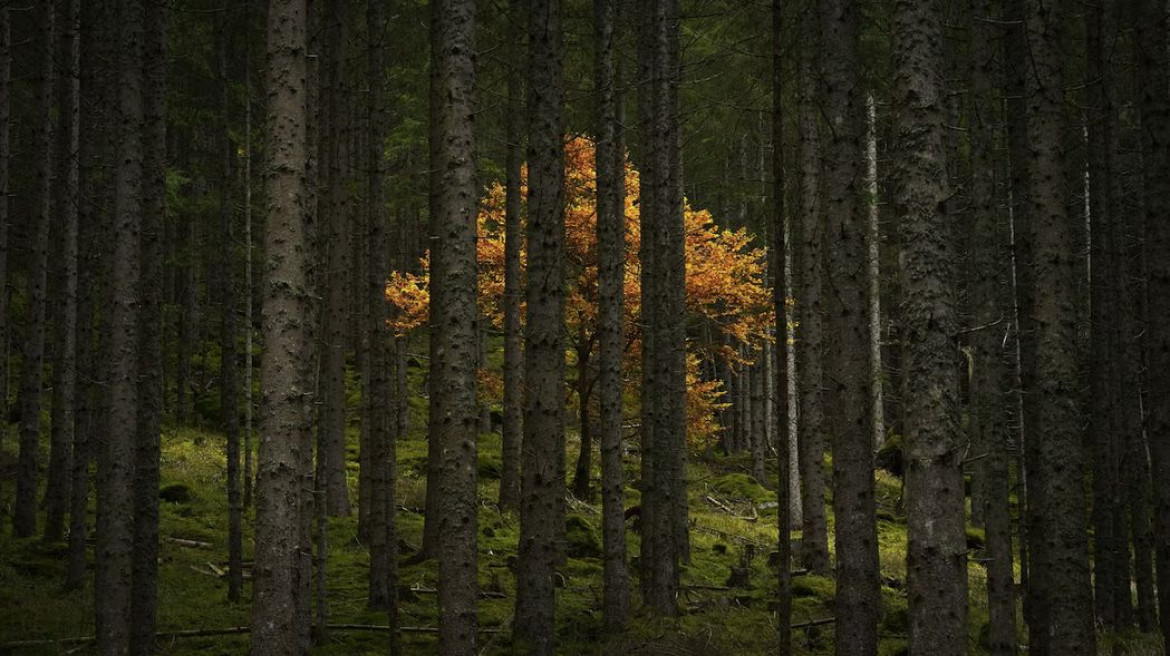 <b>Alex Berger / "Pictures of the Year" National Geographic</b></br></br>
Podczas podróży przez austriackie Alpy, Alex Berger zauważył jednopasmową drogę, która wiła się w górach. Podążał nią wzdłuż niewielkiego strumienia otoczonego ścianami lasu, gdy dostrzegł to złote drzewo kwitnące między pniami. Jest to dla mnie "pewien wymiar fantazji", mówi Berger, "który przyprawia mnie o gęsią skórkę".
