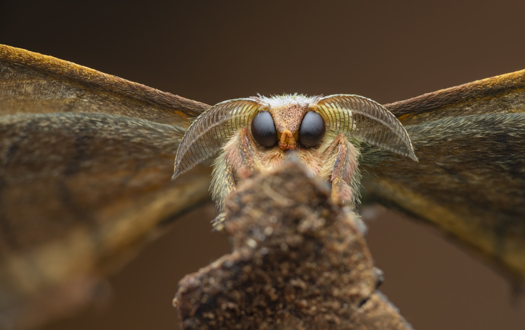 Fot. Laurent Hesemans, "Good Boy", 1. miejsce w kat. Invertebrate Portrait / 7. Close-up Photographer of the Year
