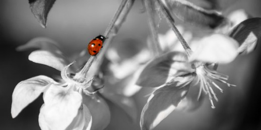Adobe Lightroom 5 w małym palcu – selektywny kolor