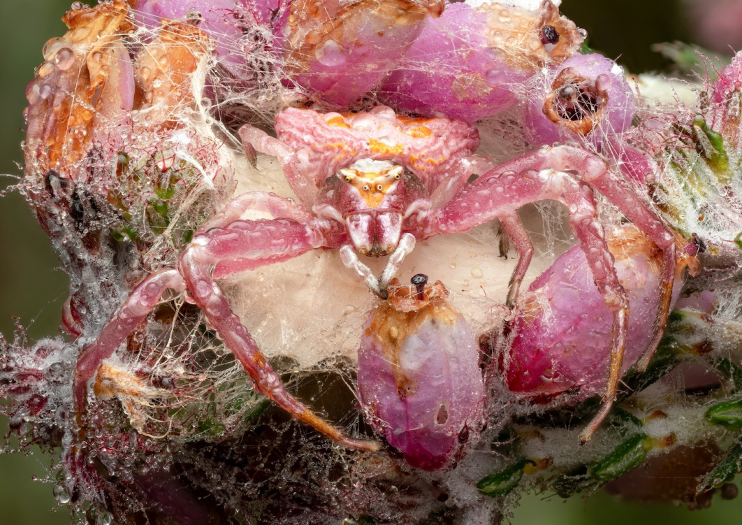 Fot. Wayne Sayers, "Thomisus onustus on Guard", 2. miejsce w kat. Invertebrate Portrait / 7. Close-up Photographer of the Year