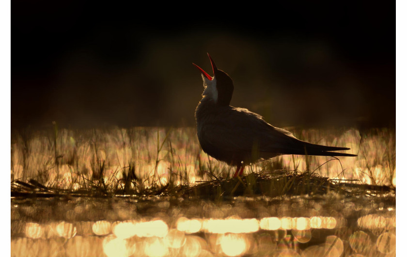 Ondrej Pelanek - Young Bird Photographer of the Year 2017