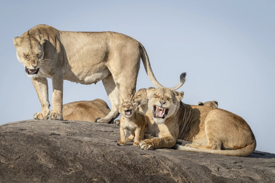 Fot. Bret Saalwaechter, &quot;I just cant wait to be king&quot;, wyróżnienie / Nikon Comedy Wildlife Photography Awards 2025 