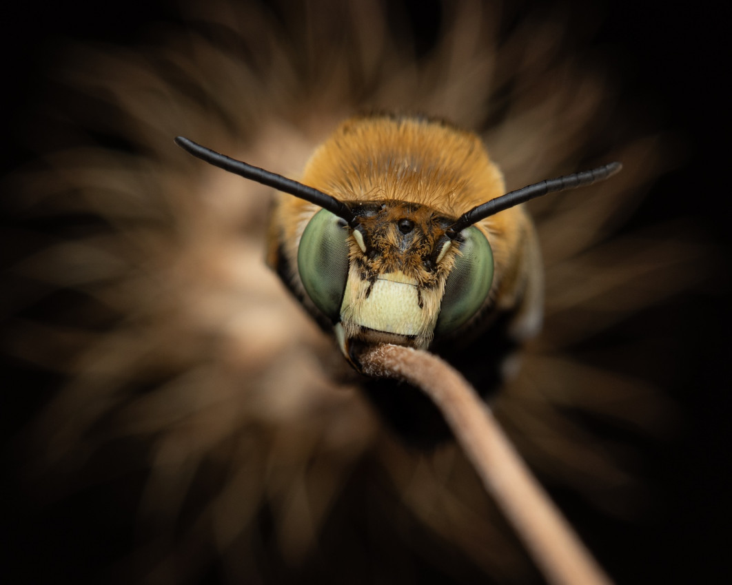 Fot. Giovani Vicari, "Fake Sun", 3. miejsce w kat. Invertebrate Portrait / 7. Close-up Photographer of the Year