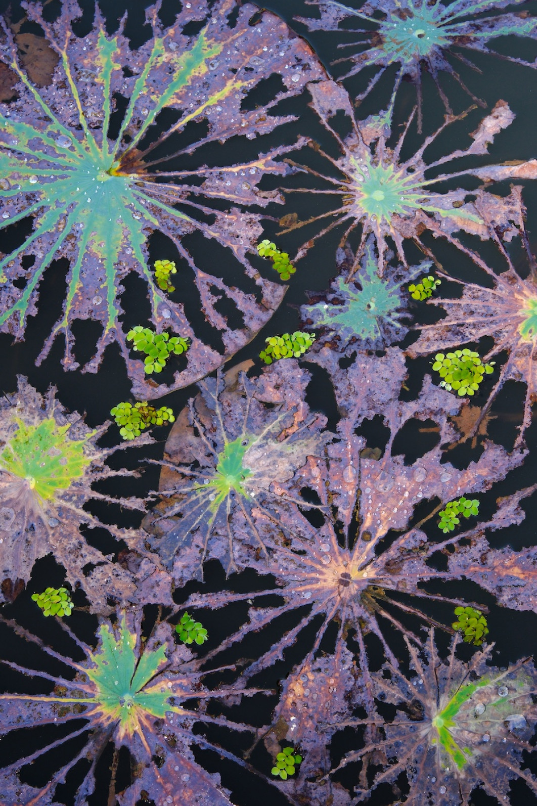 Fot. Minghui Yuan, "Rebirth from Destruction", 1. miejsce w kat. Plants / 7. Close-up Photographer of the Year