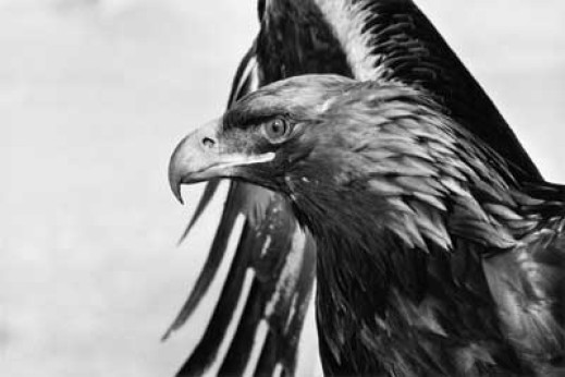 Tomasz Gudzowaty "Of the eagle and man"