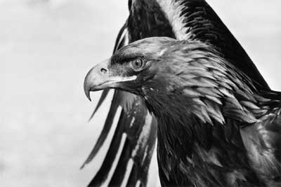 Tomasz Gudzowaty "Of the eagle and man"