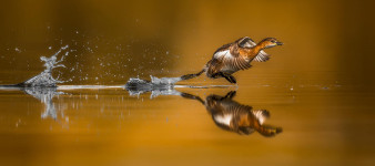 Oto najlepsze zdjęcia nagrodzone w Bird Photographer Of The Year 2017. Wśród laureatów jest Polak!