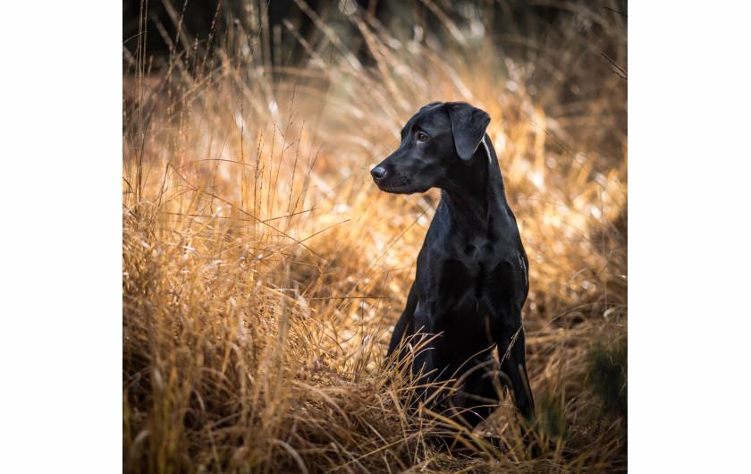 Robin Goodlad - zwycięzca w kategorii Pet Portrait 