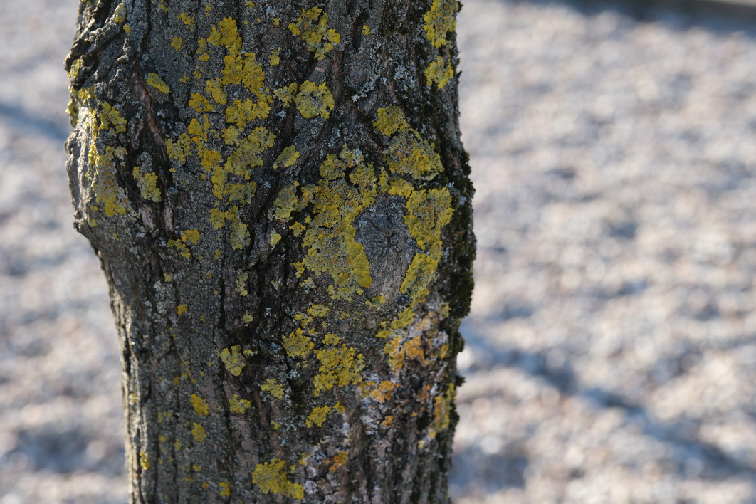 1/160 s, f/5, ISO 160, 55.0 mm