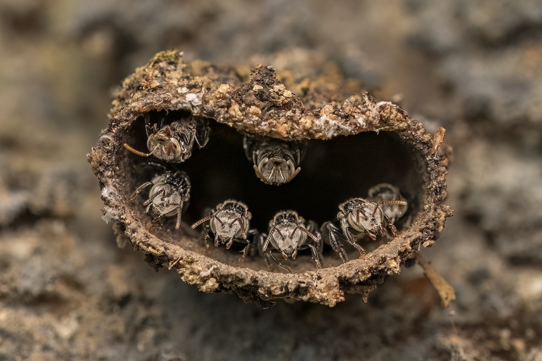 Fot. Rithved Girish, "Guardians of the Hive", 1. miejsce w kat. Young / 7. Close-up Photographer of the Year