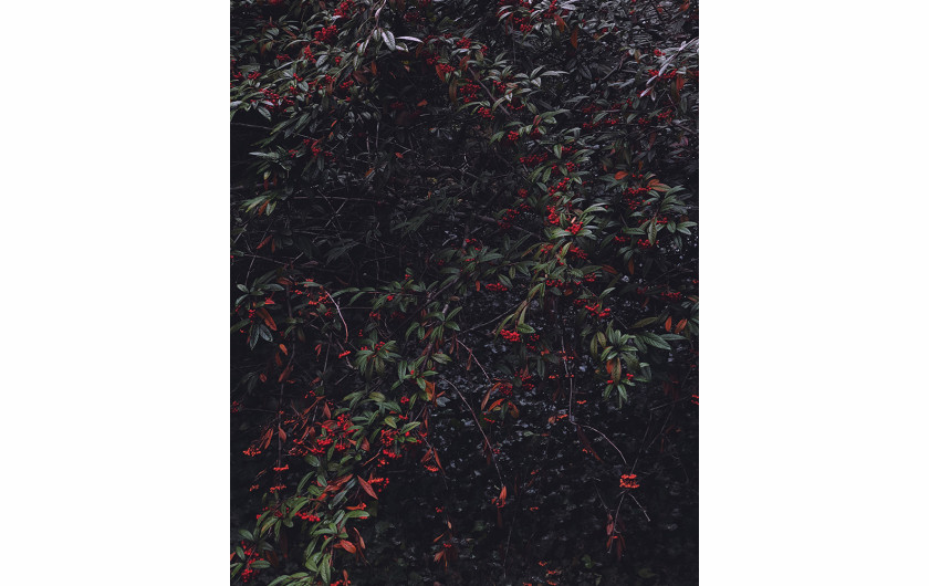 Zhendi Zhang, II miejsce w kategorii Floral