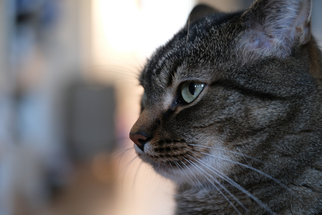 1/34 s, f/2.8, ISO 800, 55.0 mm