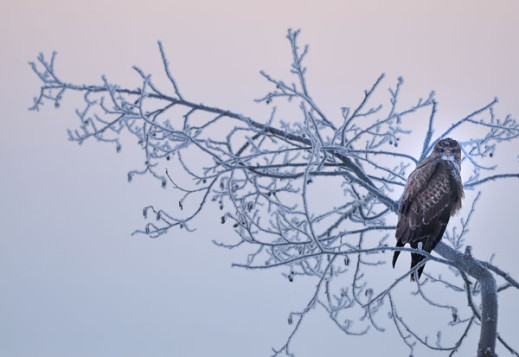 Wspomnienia z warsztatów fotografowania ptaków