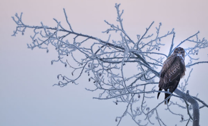 Wspomnienia z warsztatów fotografowania ptaków