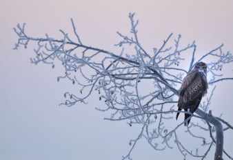 Wspomnienia z warsztatów fotografowania ptaków