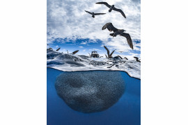 fot. Naomi Rose, "Baitball Frenzy", ND Nature Photographer of the Year / ND Awards 2020