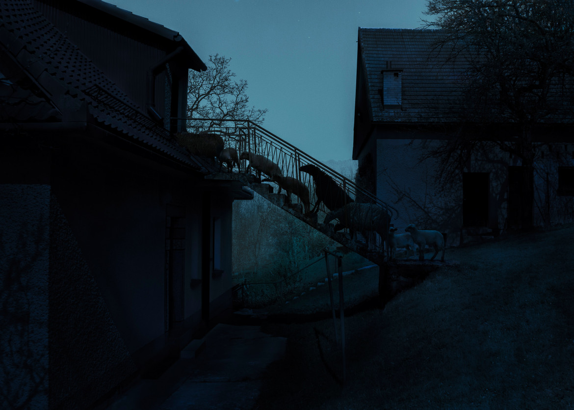 I miejsce w kategorii "Altered Images" © Adam Żądło "Stairs" (wszystkie prawa zastrzeżone) / Smithsonian Photo Contest 2017 (www.smithsonianmag.com) / "Nie ma wielu innych zwierząt tak produktywnych jak owce. Dają nam wełnę, mleko, mięso. Ich wspomnienia są zazwyczaj krótkie. Pula imion jest powtarzana co dwa lata w naszym gospodarstwie. Mieliśmy już dwie Królowe, trzech Theo i cztery Bajki."