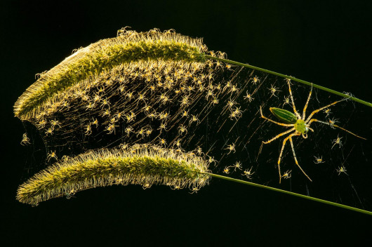 Lung-Tsai Wang, „Microspur” Pająk z rodziny śpiesznikowatych / Luminar Bug Photography Awards 2020