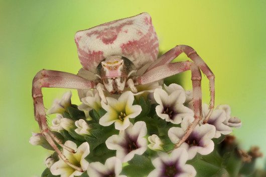 Mofeed Abu Shalwa, „Pająk ukośnik” / Luminar Bug Photography Awards 2020