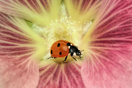 Mofeed Abu Shalwa, „Biedronka wewnątrz kwiatka” / Luminar Bug Photography Awards 2020