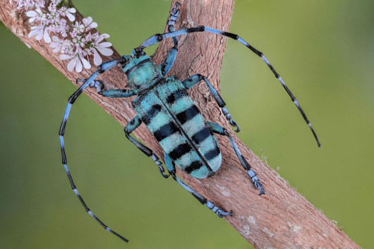  Mofeed Abu Shalwa, „Nadobnica alpejska” / Luminar Bug Photography Awards 2020
