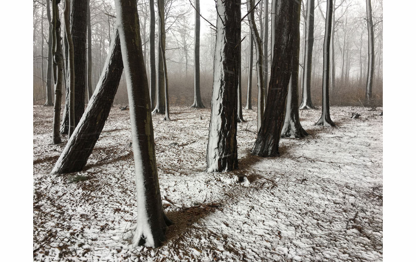 fot. Christian Helwig, Snowshadow, 1. miejsce w kategorii Trees / IPPA 2019