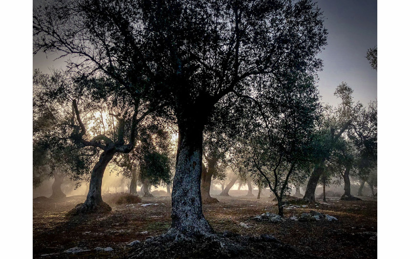 fot. Neil Bennett, Morning Mist, 2. miejsce w kategorii Trees / IPPA 2019
