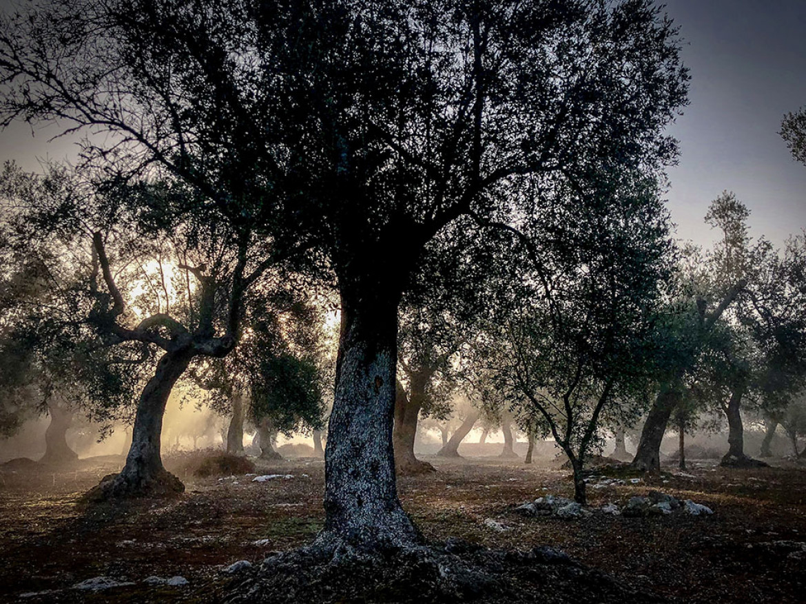fot. Neil Bennett, "Morning Mist", 2. miejsce w kategorii Trees / IPPA 2019