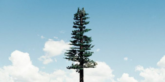 Robert Voit „New Trees” - recenzja