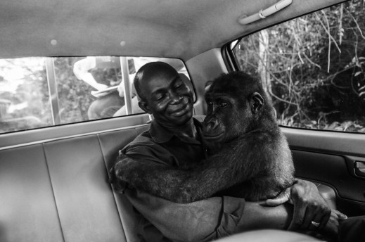Wildlife Photographer of the Year 2017 - nagroda publiczności przyznana