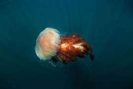 fot. Martin Prochazka, "Lion's Mane Jellyfish", finalista kategorii Natural World