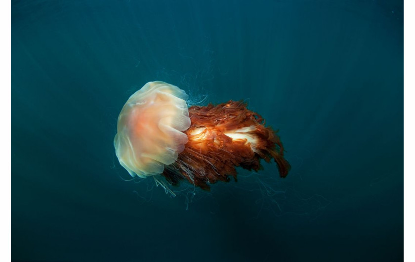 fot. Martin Prochazka, Lion's Mane Jellyfish, finalista kategorii Natural World