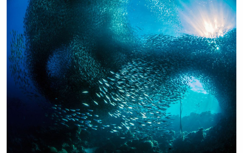 fot. Giacomo Marchione, Sardines in the Sun, finalista kategorii Natural World