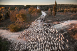 fot. Susana Girón, sezonowa wędrówka bydła w Hiszpanii, Hiszpania 2015