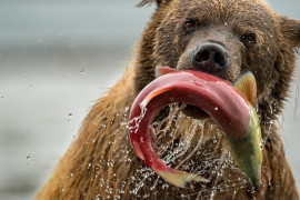 fot. Roie Galitz, "Bear and Salmon",  finalista kategorii Natural World
