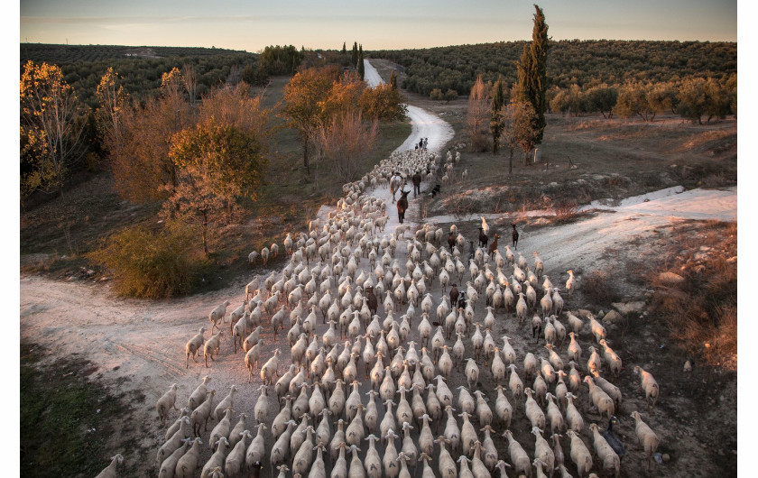 fot. Susana Girón, sezonowa wędrówka bydła w Hiszpanii, Hiszpania 2015